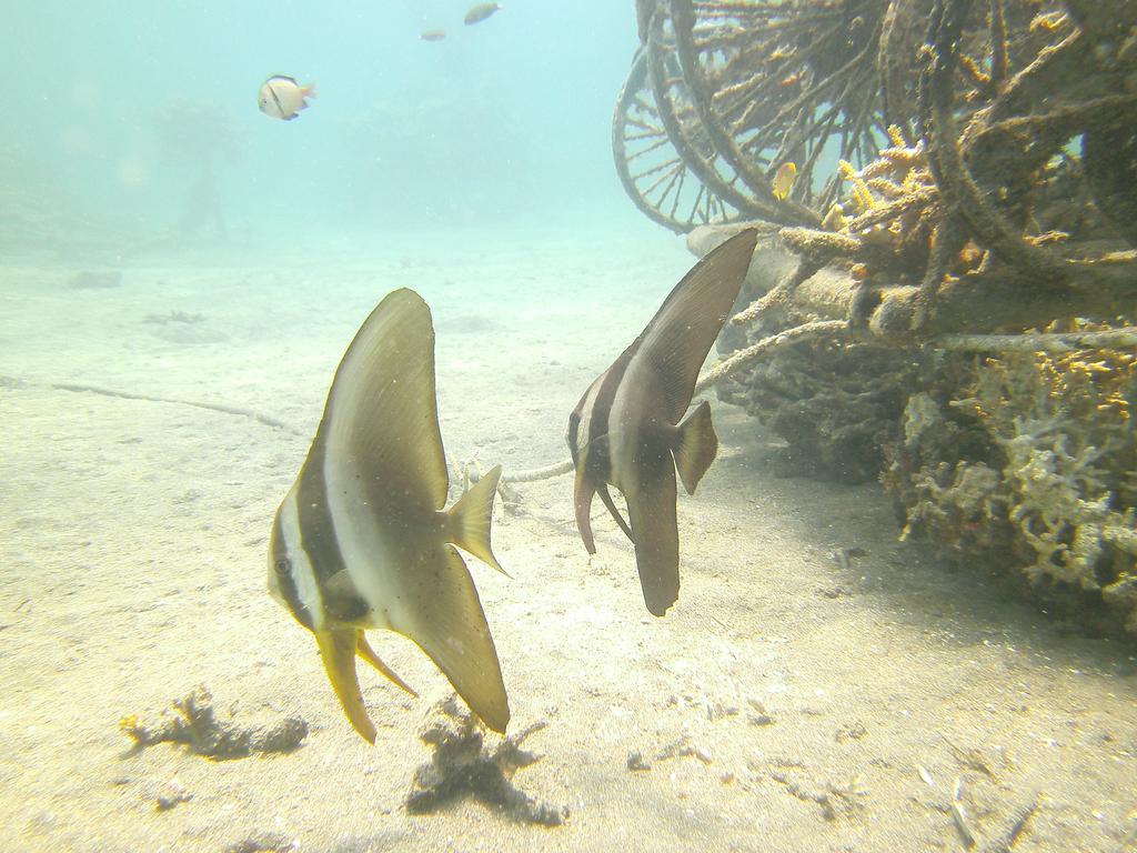 Biorock Homestay & Dive Center Pemuteran Εξωτερικό φωτογραφία