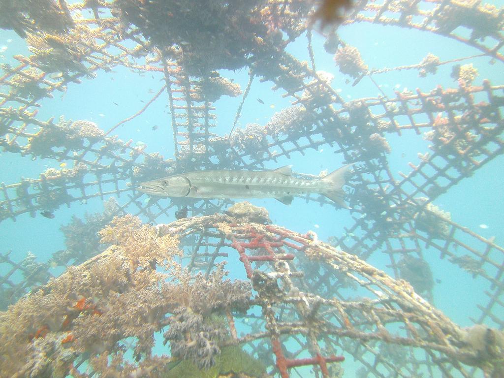 Biorock Homestay & Dive Center Pemuteran Εξωτερικό φωτογραφία