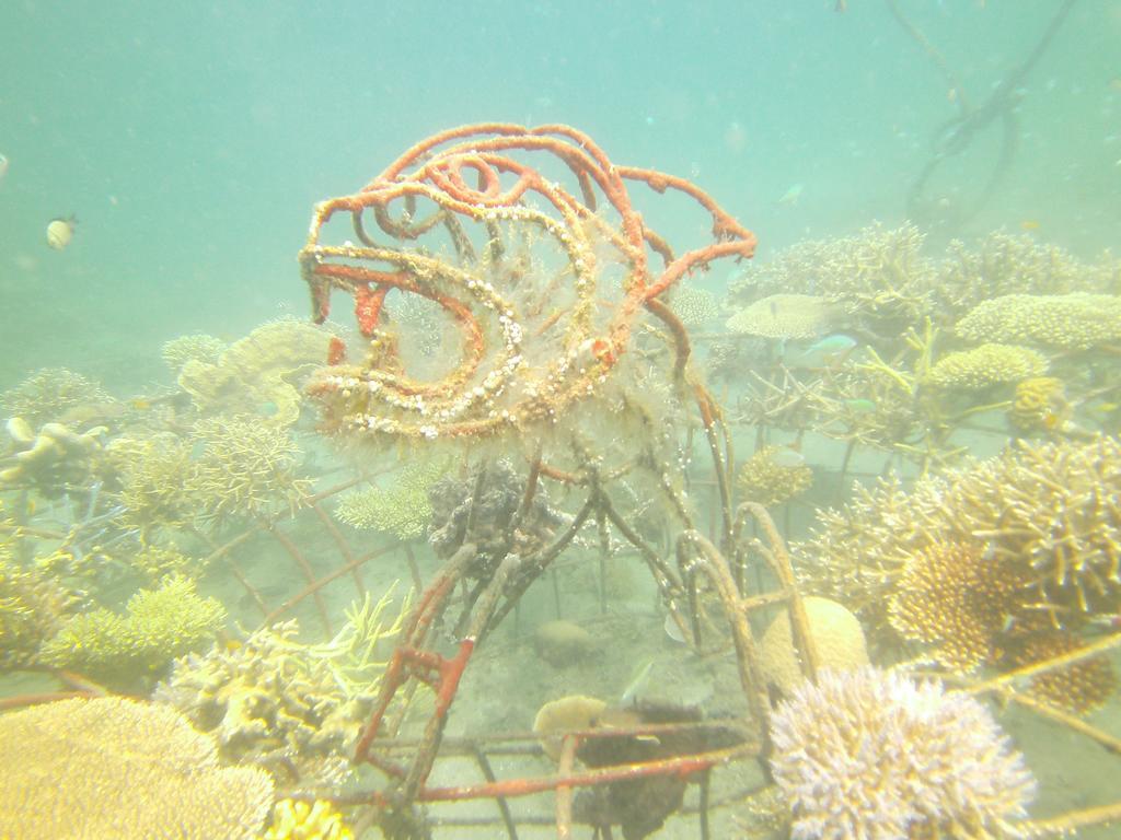 Biorock Homestay & Dive Center Pemuteran Εξωτερικό φωτογραφία
