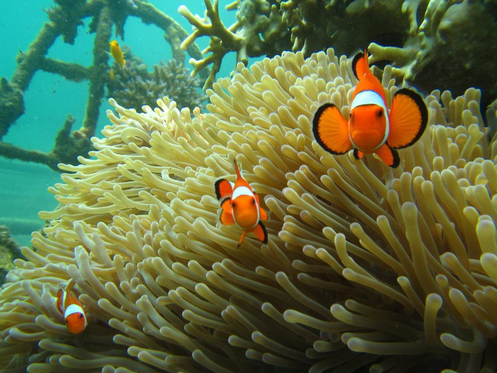 Biorock Homestay & Dive Center Pemuteran Εξωτερικό φωτογραφία