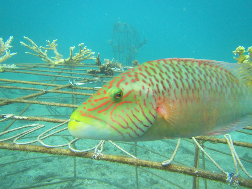 Biorock Homestay & Dive Center Pemuteran Εξωτερικό φωτογραφία