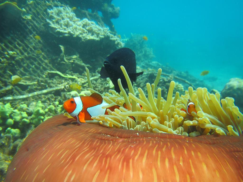 Biorock Homestay & Dive Center Pemuteran Εξωτερικό φωτογραφία