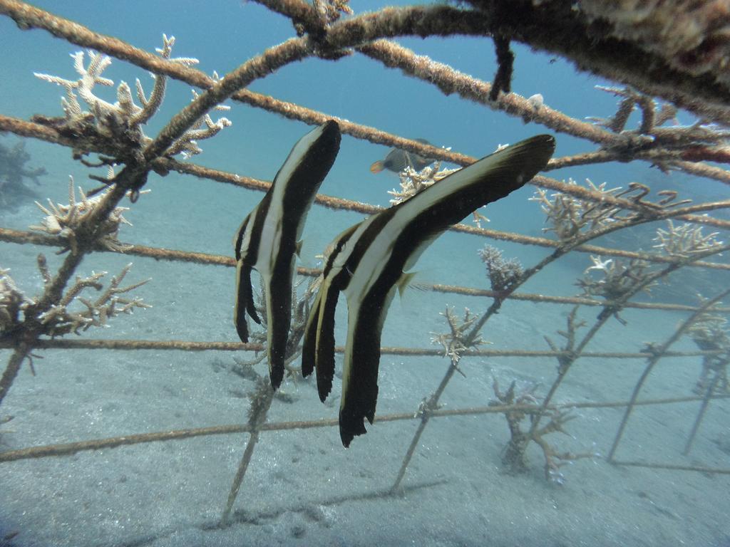 Biorock Homestay & Dive Center Pemuteran Εξωτερικό φωτογραφία