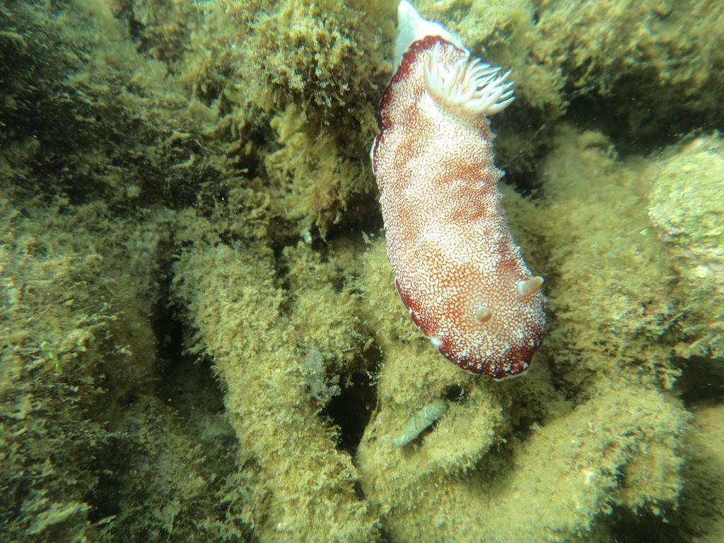 Biorock Homestay & Dive Center Pemuteran Εξωτερικό φωτογραφία
