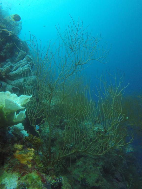 Biorock Homestay & Dive Center Pemuteran Εξωτερικό φωτογραφία
